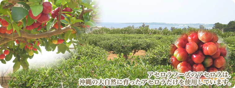 アセロラフーズのアセロラは、全て沖縄産アセロラ果実を使用しています。天然素材にこだわり、心を込めて安全な製品を提供しています。